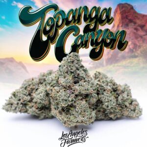Buy Jungle Boys Topanga Canyon