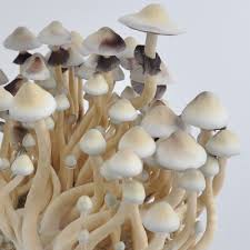 Albino A+ Mushrooms