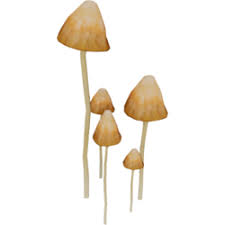 Liberty Cap Mushrooms